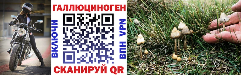 как найти закладки  Петровск-Забайкальский  Галлюциногенные грибы MAGIC MUSHROOMS 